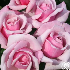 Heirloom Roses Memorial Day™