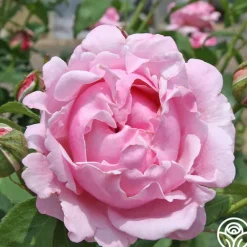 Heirloom Roses Memorial Day™