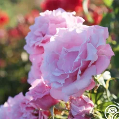 Heirloom Roses Memorial Day™