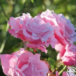 Heirloom Roses Memorial Day™
