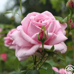 Heirloom Roses Memorial Day™