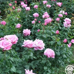 Heirloom Roses Memorial Day™