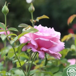 Heirloom Roses Memorial Day™