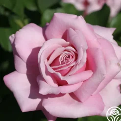 Heirloom Roses Memorial Day™