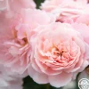 Heirloom Roses Memories™ Best