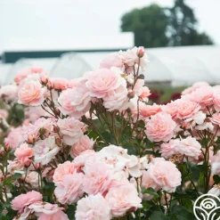 Heirloom Roses Memories™ Best