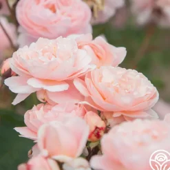 Heirloom Roses Memories™ Best
