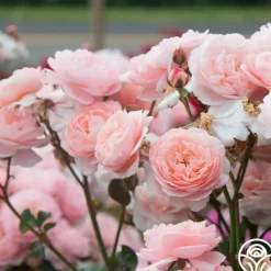 Heirloom Roses Memories™ Best