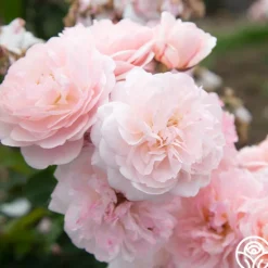 Heirloom Roses Memories™ Best
