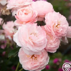 Heirloom Roses Memories™ Best