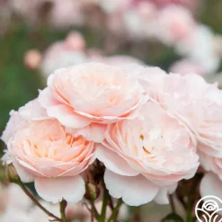 Heirloom Roses Memories™ Best