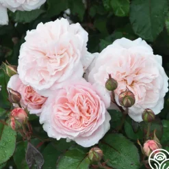 Heirloom Roses Memories™ Best