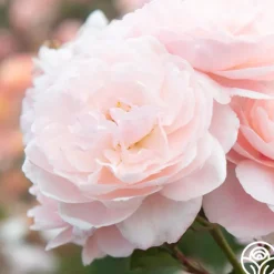 Heirloom Roses Memories™ Best