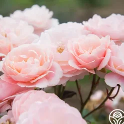 Heirloom Roses Memories™ Best