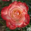Heirloom Roses Mercury Rising™ Best