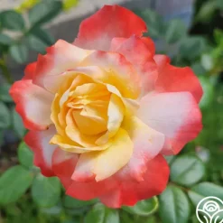 Heirloom Roses Mercury Rising™ Best