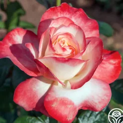 Heirloom Roses Mercury Rising™ Best