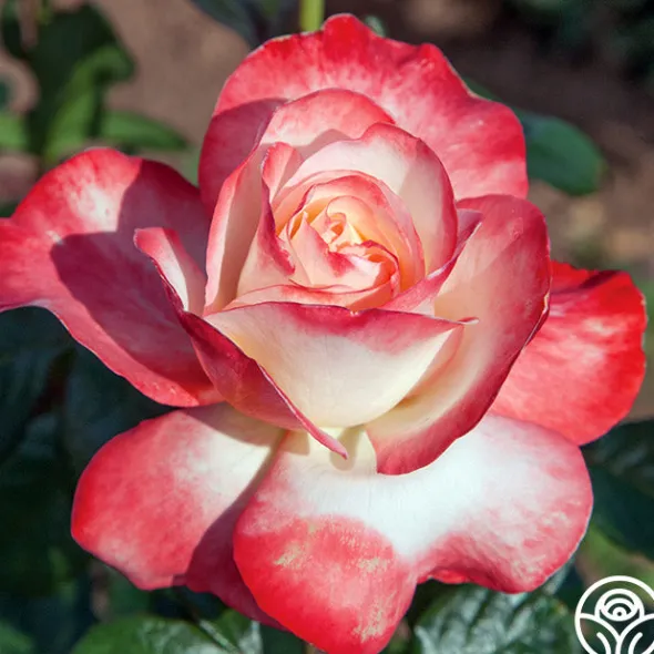 Heirloom Roses Mercury Rising™ Best