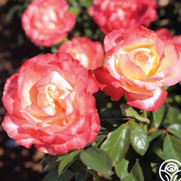 Heirloom Roses Mercury Rising™ Best