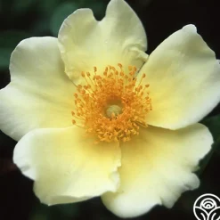 Heirloom Roses Mermaid Best