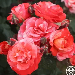 Heirloom Roses Michelangelo™ New