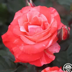 Heirloom Roses Michelangelo™ New