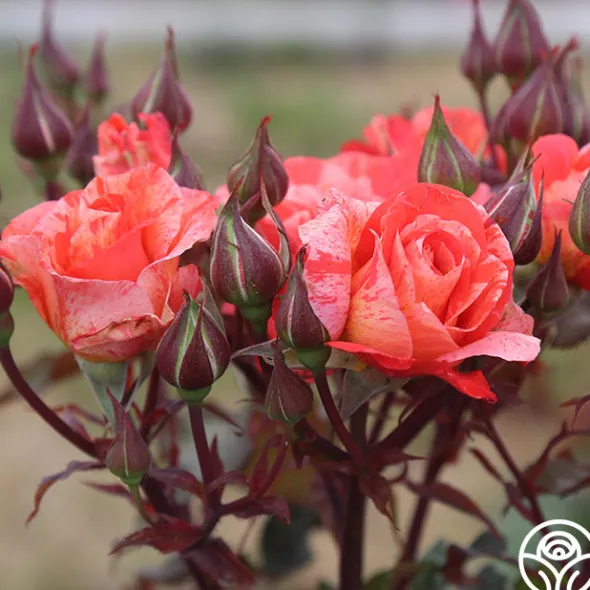 Heirloom Roses Michelangelo™ New