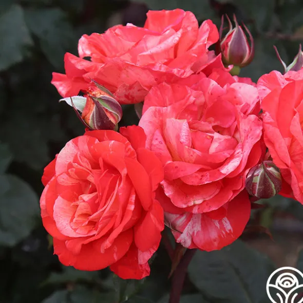 Heirloom Roses Michelangelo™ New