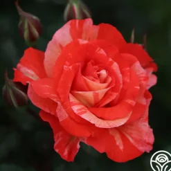Heirloom Roses Michelangelo™ New