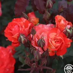 Heirloom Roses Michelangelo™ New