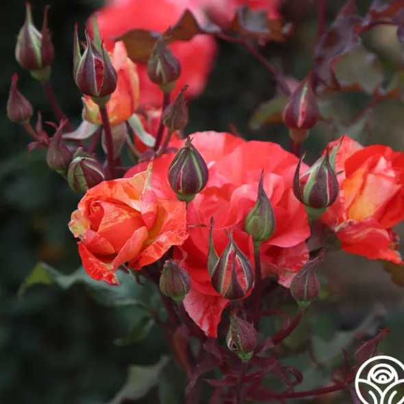 Heirloom Roses Michelangelo™ New