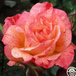Heirloom Roses Michelangelo™ New