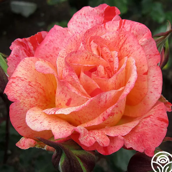 Heirloom Roses Michelangelo™ New