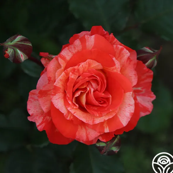 Heirloom Roses Michelangelo™ New