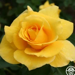Heirloom Roses Midas Touch™ Outlet
