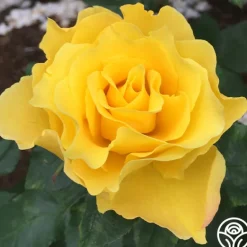 Heirloom Roses Midas Touch™ Outlet