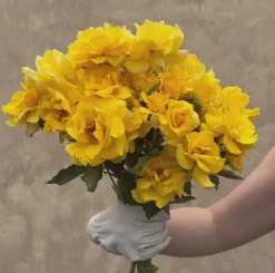 Heirloom Roses Midas Touch™ Outlet