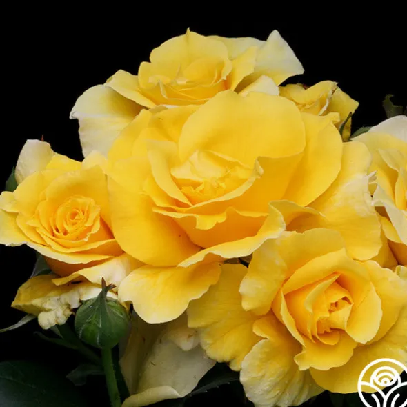 Heirloom Roses Midas Touch™ Outlet