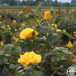 Heirloom Roses Midas Touch™ Outlet