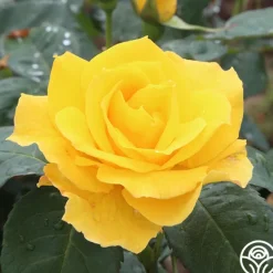 Heirloom Roses Midas Touch™ Outlet