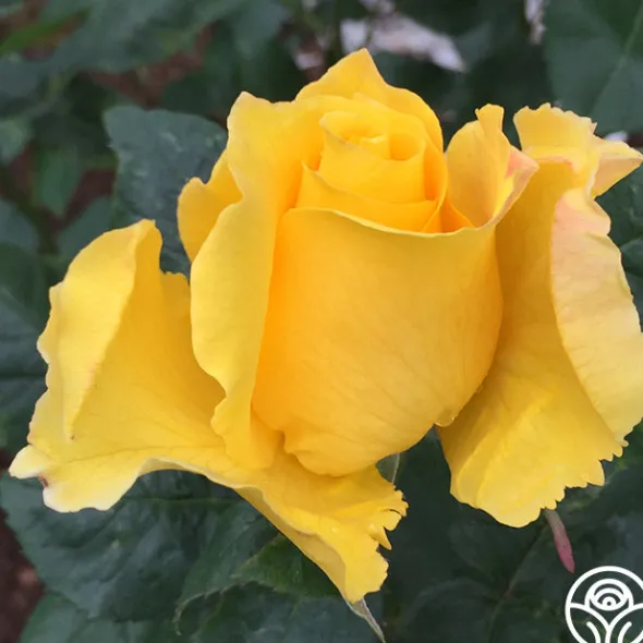 Heirloom Roses Midas Touch™ Outlet