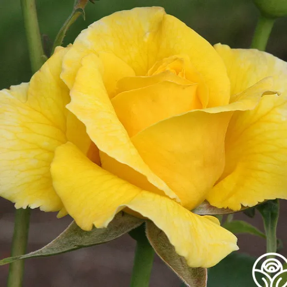 Heirloom Roses Midas Touch™ Outlet