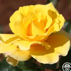 Heirloom Roses Midas Touch™ Outlet
