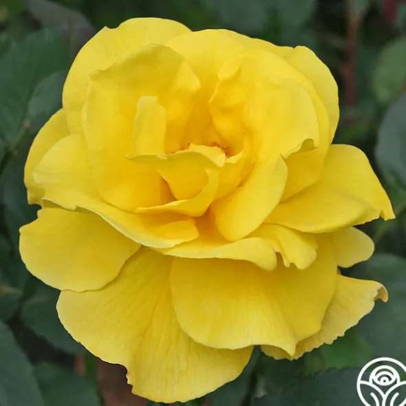 Heirloom Roses Midas Touch™ Outlet