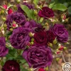 Heirloom Roses Midnight Blue™ Outlet