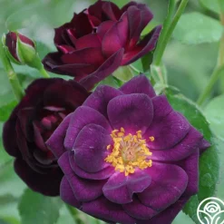 Heirloom Roses Midnight Blue™ Outlet