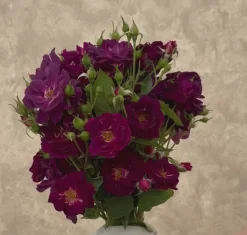 Heirloom Roses Midnight Blue™ Outlet