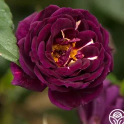 Heirloom Roses Midnight Blue™ Outlet