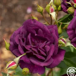 Heirloom Roses Midnight Blue™ Outlet