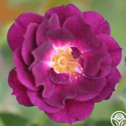 Heirloom Roses Midnight Blue™ Outlet